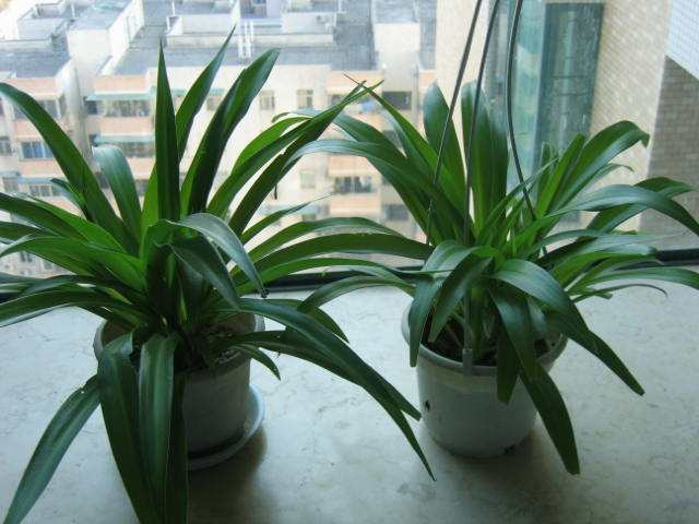 吊兰养护别买肥, 用这“2种”小东西, 长长就成绿瀑布!