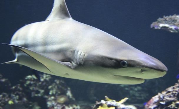 鳃究竟有什么作用 海中捕食分为哪些策略 海洋动物的形态很多样 历史资讯 存满娱乐网