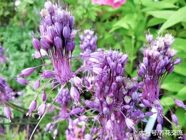 颜色特别美艳的观赏葱, 花球像彩色蒲公英