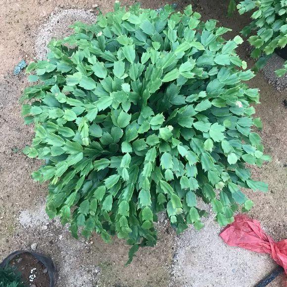 这3种花, 天越冷越开挂, 花骨朵长满盆!