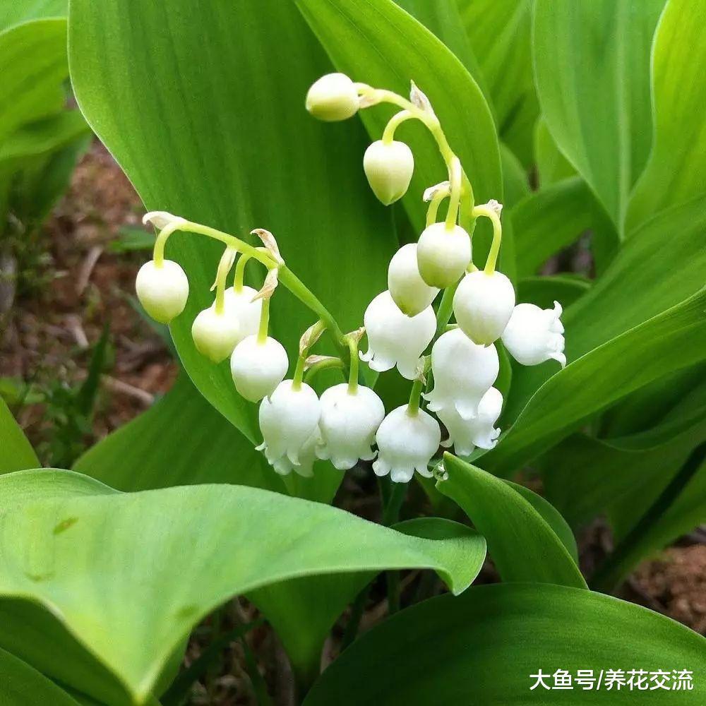 这些盆栽开花时不要放卧室里, 花朵散发的香味太浓裂