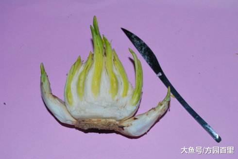 自从知道水仙花的雕刻之后, 再也不愁咱家的水仙花不好看了