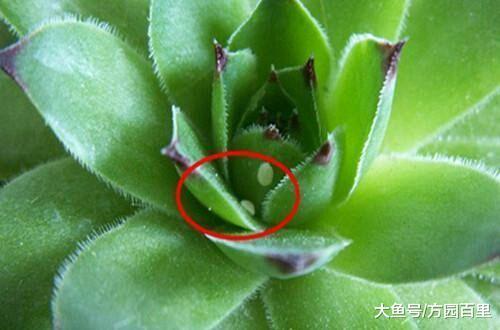 多肉植物室内盆栽常见的三种虫害, 只要这三款药物就可以解决啦
