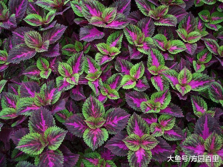 博人眼球绚丽多彩的多年生草本植物——彩叶草