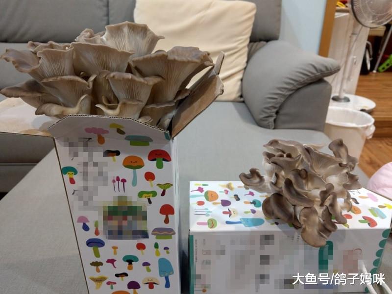 亲子一起种养生菇，给宝宝做辅食，从小打好健康基础
