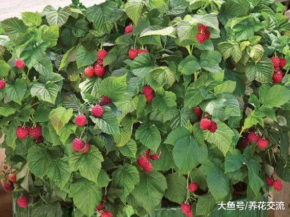 在阳台上栽种盆栽水果, 这两种果子甜美的品种不容错过