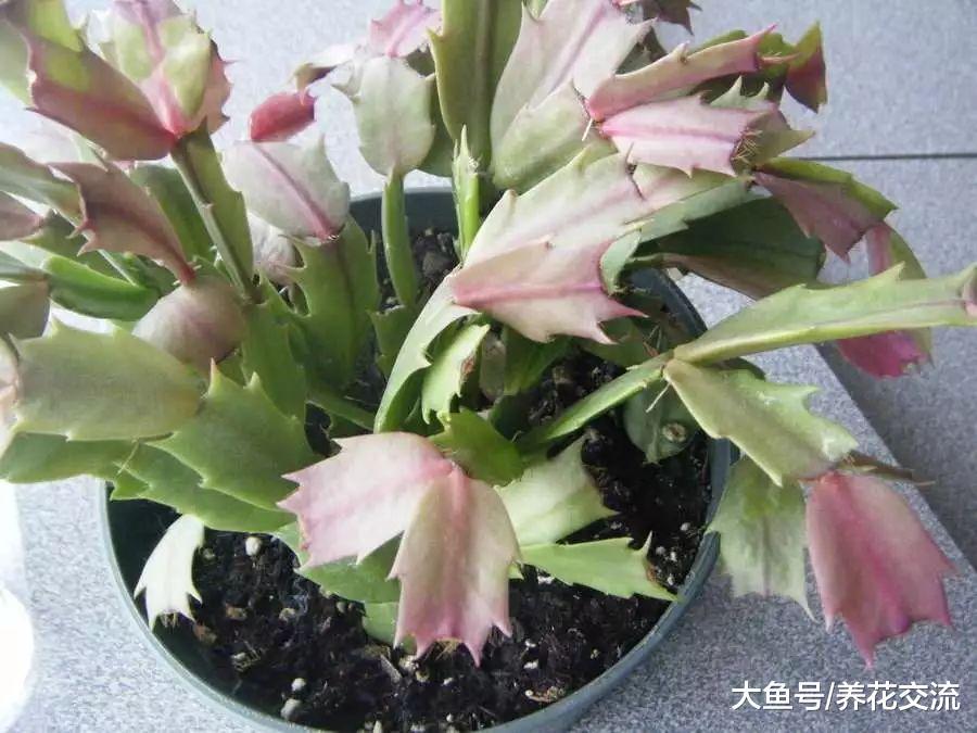 家里养的蟹爪兰叶子变红干瘪，还长很多花苞，却是隐藏危机
