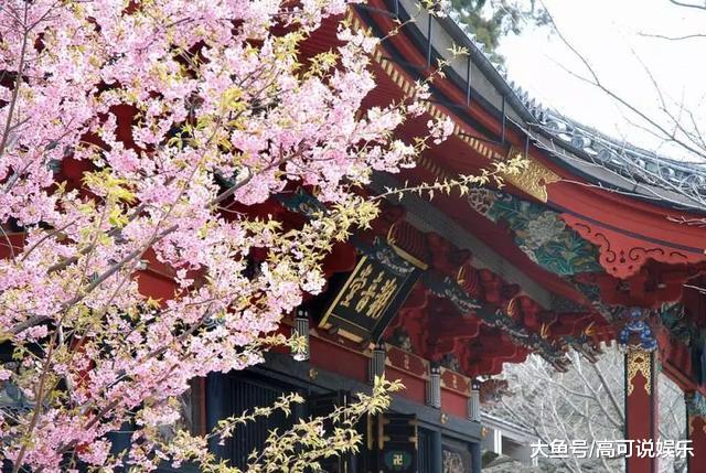 日本东京十巨细寡赏樱胜天:避开人潮拥挤的恐惧,感触感染醒好春意!