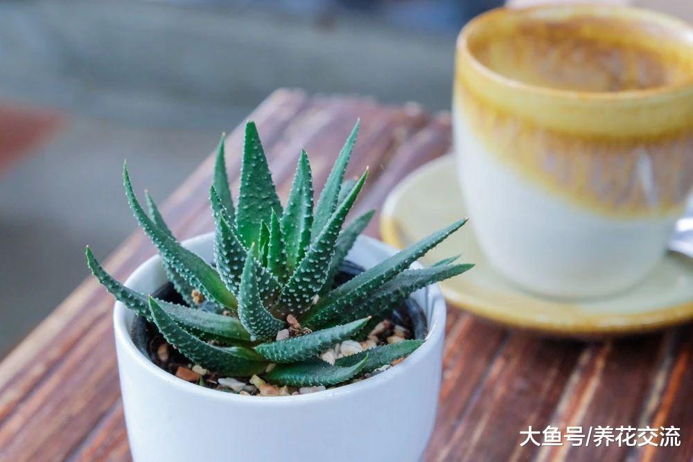 5种净化空气比较好的盆栽绿植, 适合新手养护