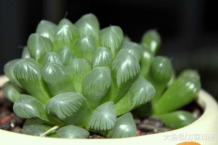 适合养在家庭卧室书房中的多肉植物——玉露