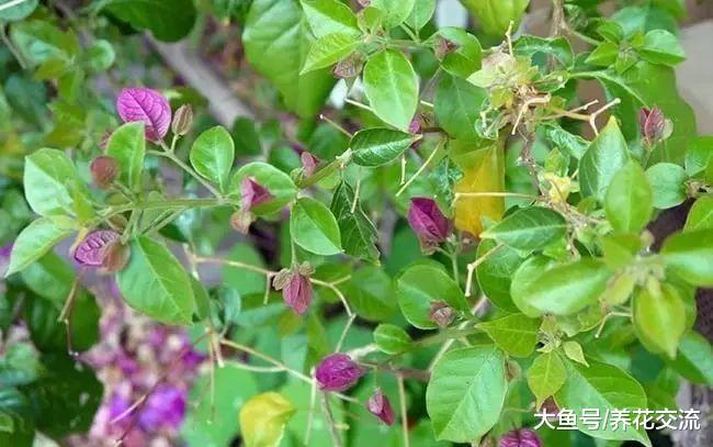 三角梅的叶子在冬天为什么会发黄掉落, 原来这几点没做好