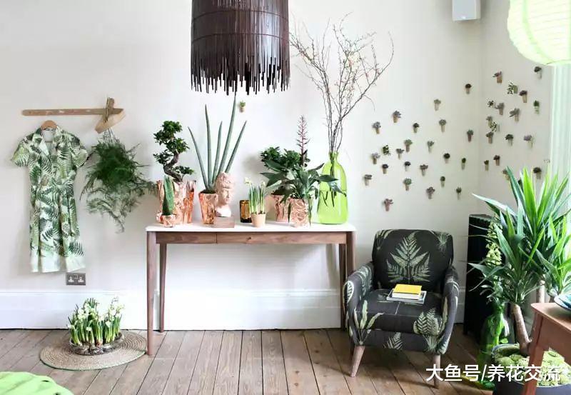 养护室内盆栽植物的几个误区, 照顾植物可比想象中简单