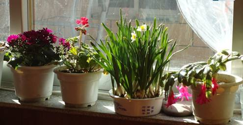 这“4种”花不怕冻, 冬天家里养, 开花艳丽更省心!