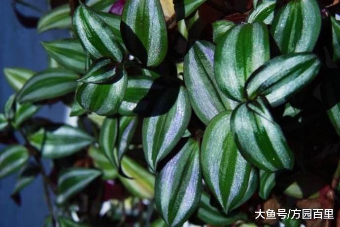 冬季适合新人上手的绿植花草——吊竹梅