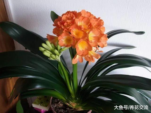 君子兰的花苞孕育过早, 怎么才能让它延后在春节开花?