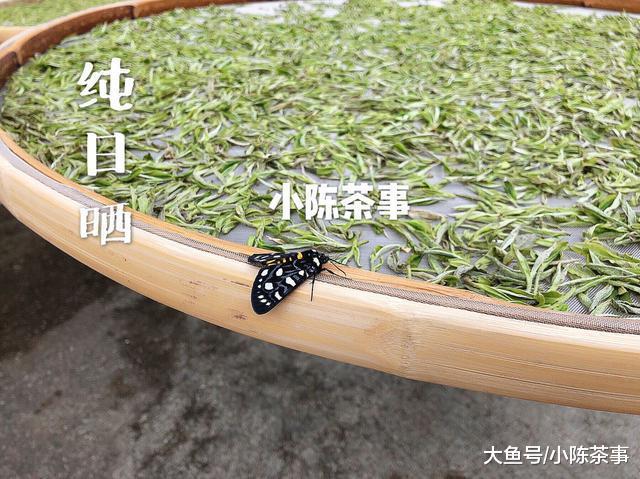 老白茶的叶片为什么那么轻易碎, 三分钟, 三个角度为您详细解读!