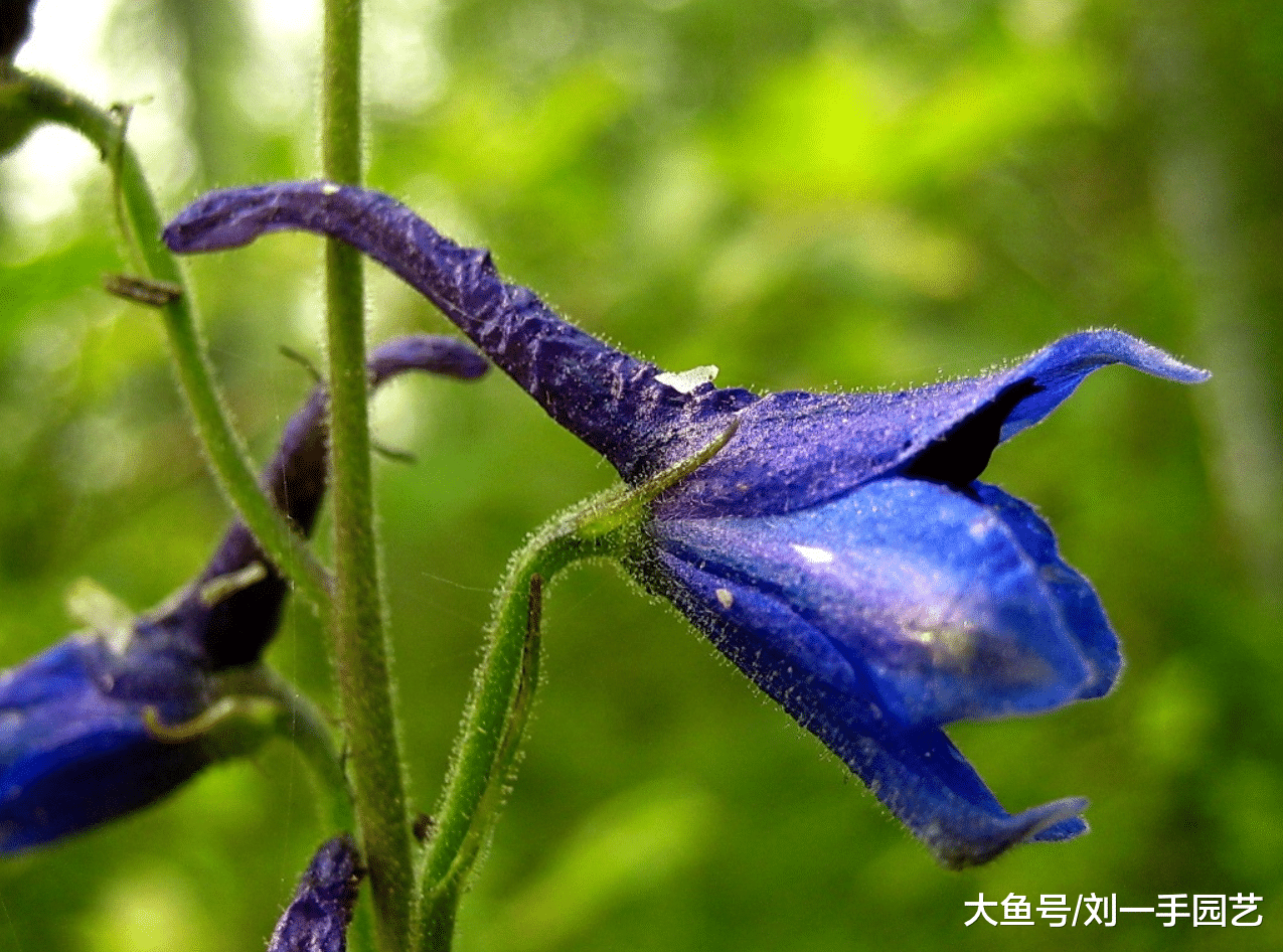 如何种植高翠雀 学会这4大项 花开满地 三农资讯 娱乐新闻网