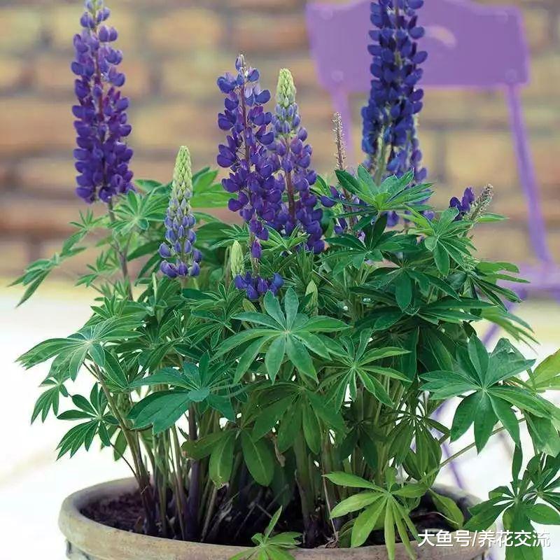 叶子像蕨类, 花朵则像花塔一般的鲁冰花, 你会养么?