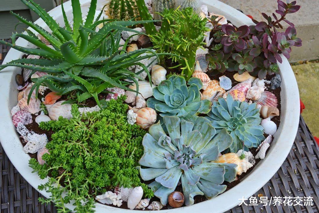 新手园丁的多肉植物养护指南, 种满院子都能养活