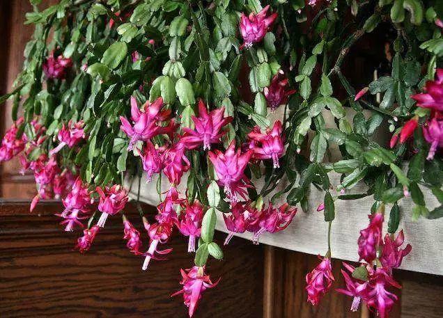 160岁的蟹爪兰, 花开成瀑布, 屋里直接搬不进去!