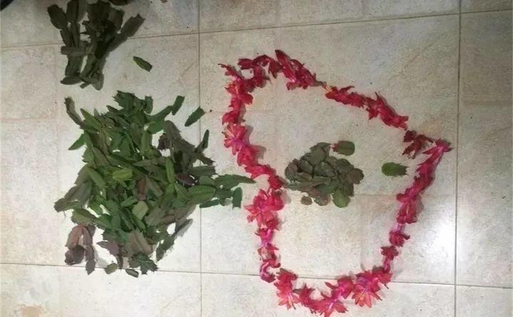 蟹爪兰开完花, 剪一刀埋点它, 15天还能冒花苞!
