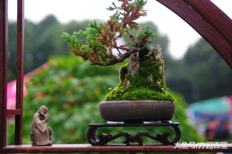 走近盆景艺术之什么是树桩盆景