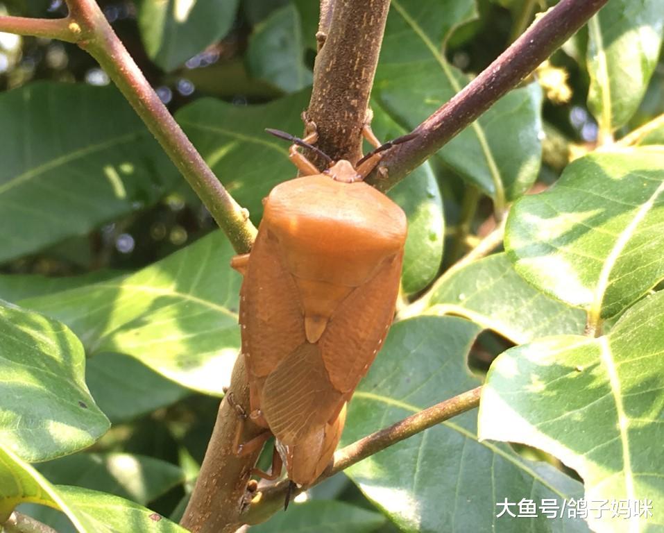 春天提防臭椿象，一碰会皮肤溃烂，提醒孩子远离