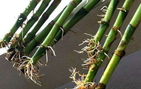 冬天水养“富贵竹”, 做好这“4”步, 白根呼呼长!