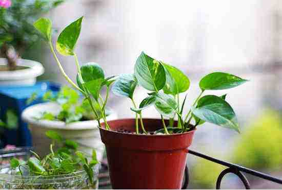 半个月给“绿萝”喂点肥, 枝条爬满墙, 绿叶能冒油!