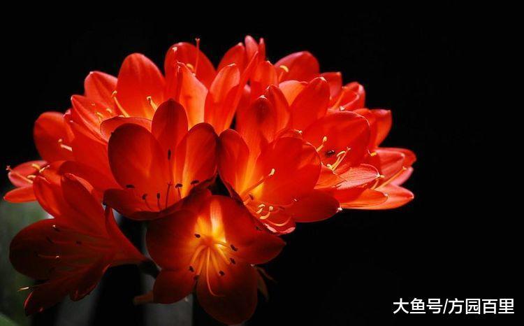 冬季适合新人上手的绿植花草——君子兰