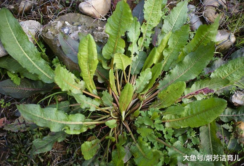 什么痈疮肿毒