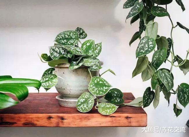 为啥植物会出现花叶的品种, 看完你就懂了