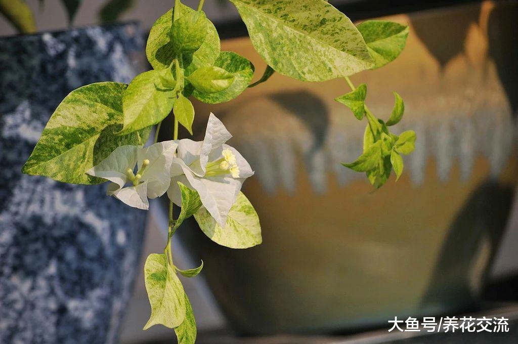 三角梅的叶子在冬天为什么会发黄掉落, 原来这几点没做好