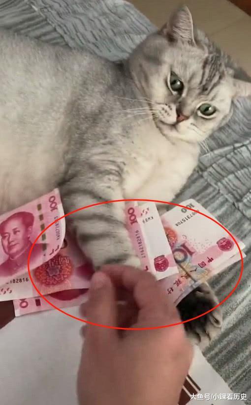 猫咪抱着"钱"不撒手,主人去拿反被挠,网友:可以洗洗炖
