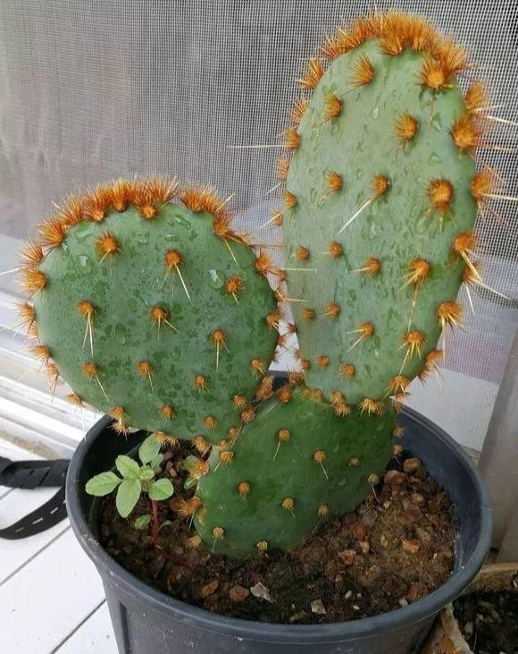 这花浑身都是刺, 却是个大宝贝, 吸害能力抵5盆绿萝!