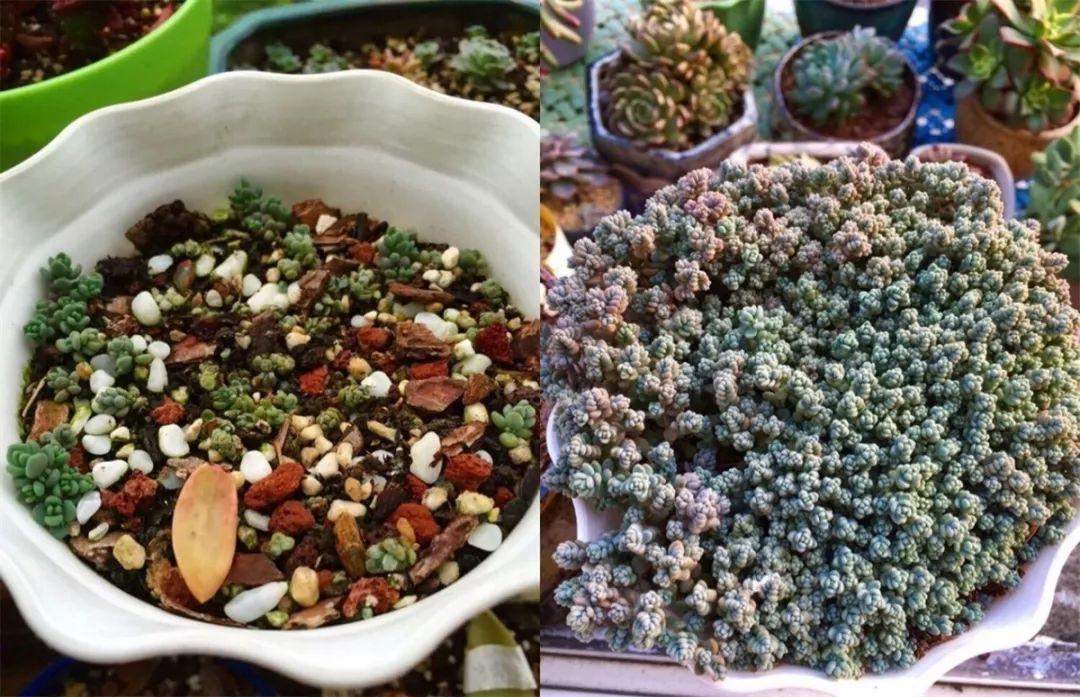 多肉爆盆才好看, 教你一招, 半年养成大肉球!