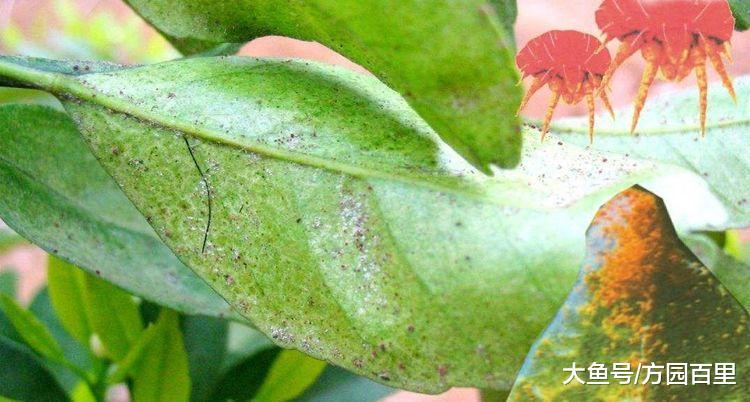 多肉植物室内盆栽常见的三种虫害, 只要这三款药物就可以解决啦