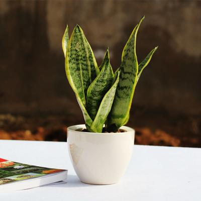 这“3种”花专门对付“甲醛”, 养上盆, 细菌少空气清新!