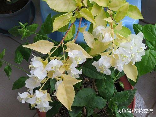 三角梅的叶子在冬天为什么会发黄掉落, 原来这几点没做好