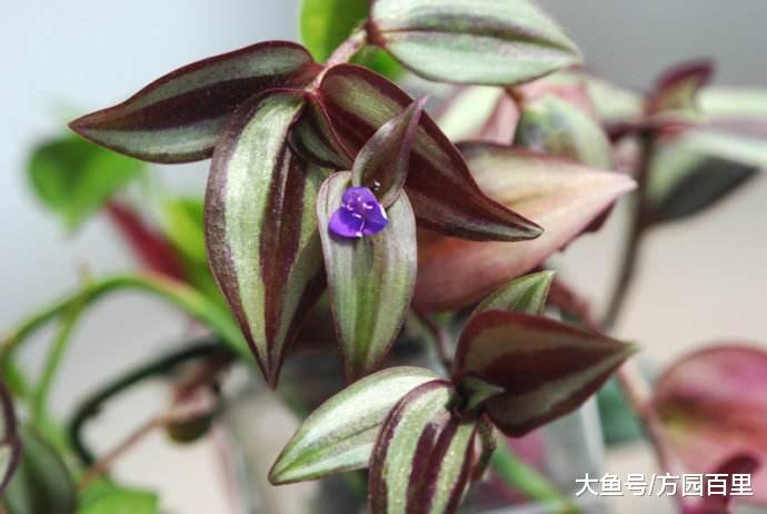 冬季适合新人上手的绿植花草——吊竹梅