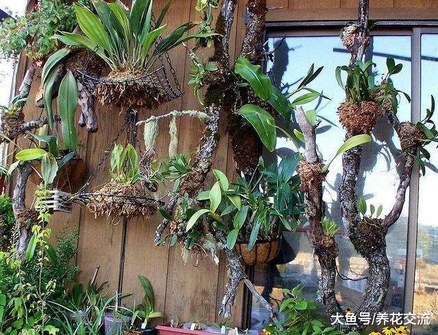 附生在枯木上的积水凤梨, 改造成比盆景还美的植物景观