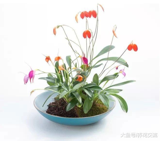 一点苔藓和兰花就能制作一个餐桌花卉景观