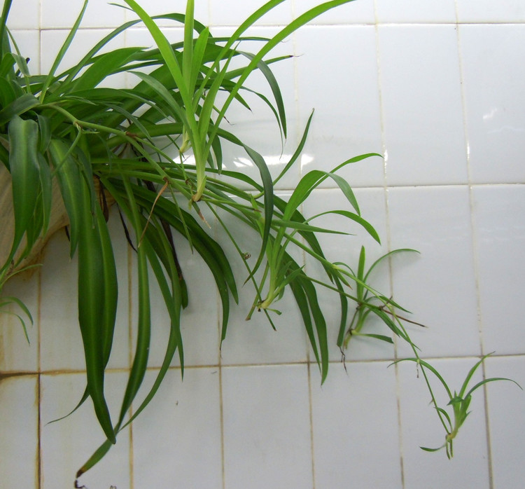 让吊兰快速生“嫩芽”, 这“4点”注意到, 绿枝成瀑布!