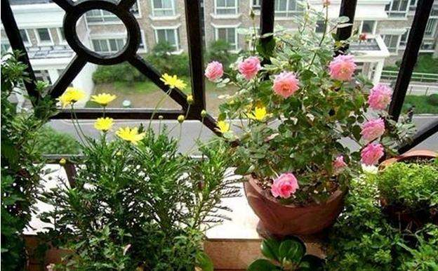 橘子皮是“宝贝”, 拿来养花, “增肥”植株长得旺!