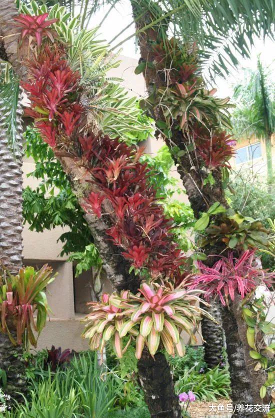 附生在枯木上的积水凤梨, 改造成比盆景还美的植物景观