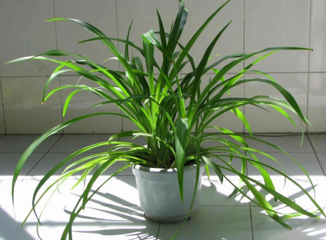 让吊兰快速生“嫩芽”, 这“4点”注意到, 绿枝成瀑布!