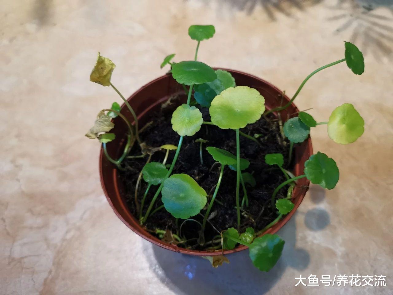 铜钱草盆栽只要掌握三个技巧, 水培和土培的都长得特旺盛