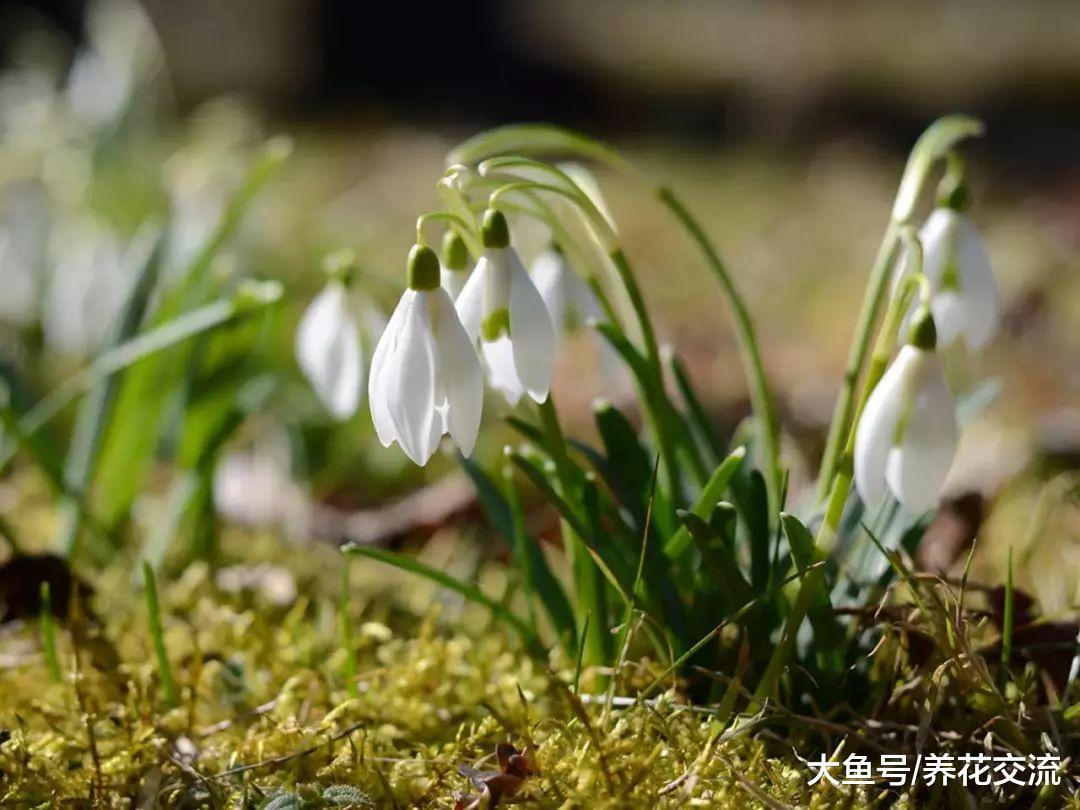 在冬春寒冷的雪地里也能开花的雪花莲, 比大蒜还要好养