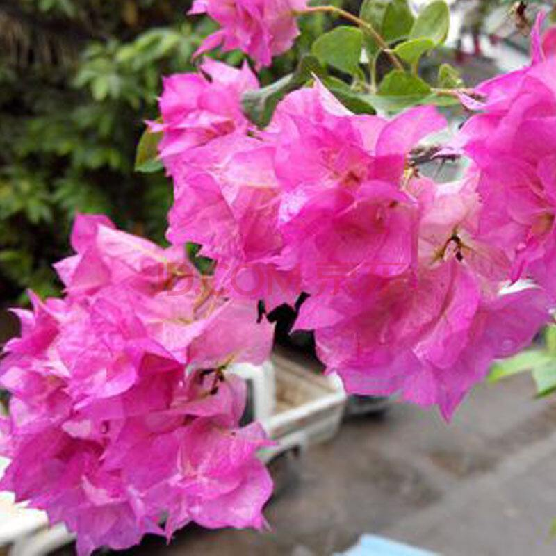 给“三角梅”剪几刀, 花开满盆, 连“叶子”都全遮住!