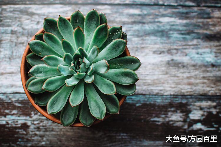 这么养多肉植物, 多肉就毁了, 赶紧改正, 为时不晚